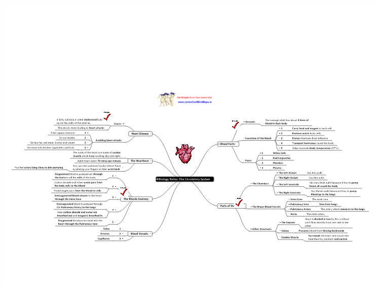 Biology Notes: The Circulatory System mind map | Biggerplate