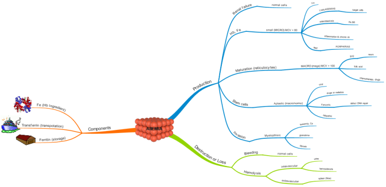 Anemia Mind Map Biggerplate 