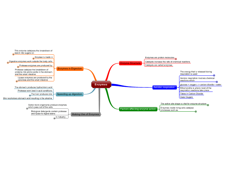 Summary of Enzymes mind map | Biggerplate