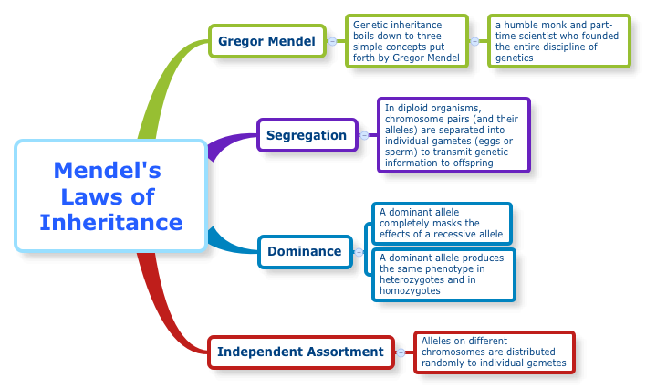 Mendel's Laws of Inheritance: XMind mind map template ...