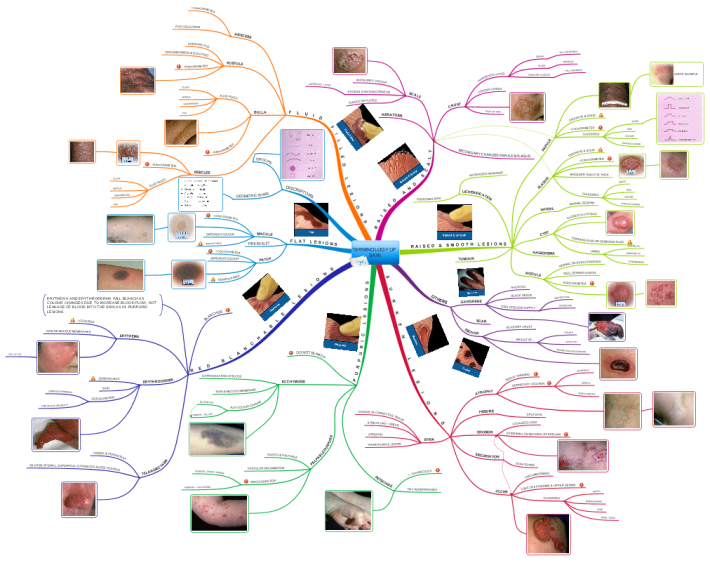 Skin Disease Concept Map