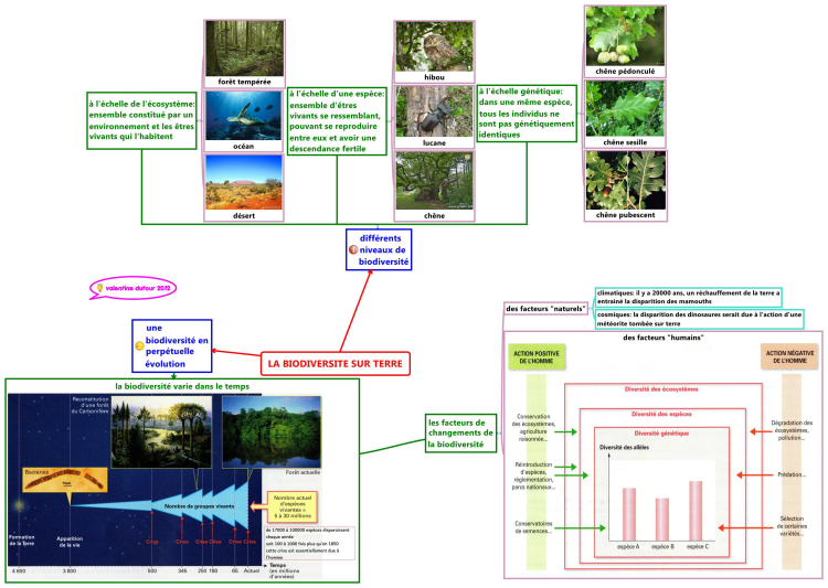 La Biodiversite Sur Terre: Xmind mind map template | Biggerplate