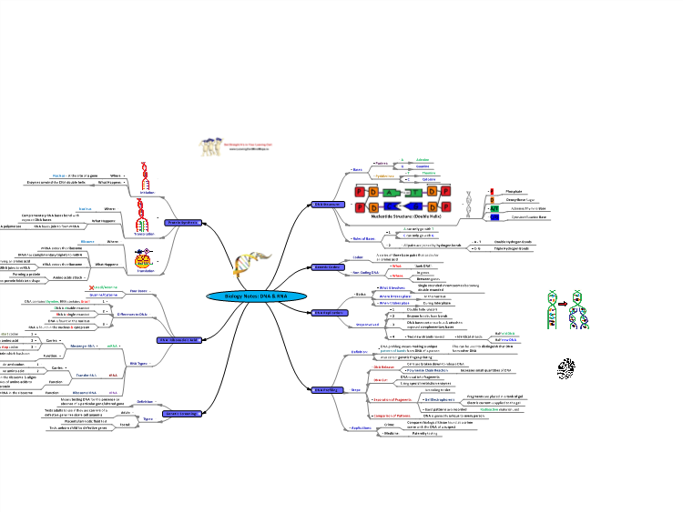 discovery of dna structure concept map