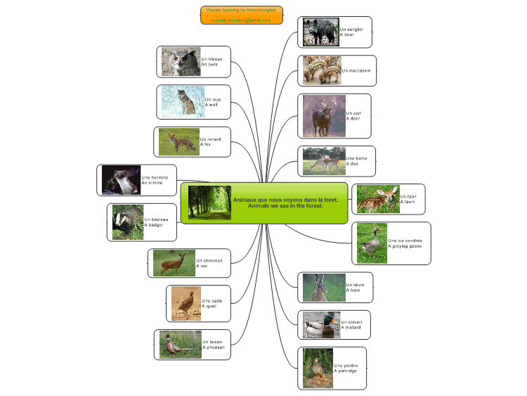 MindManager: Visual english learning - Animals we see in the forest ...