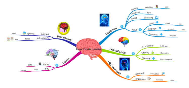 iMindMap: How the Brain Learns New Content mind map | Biggerplate