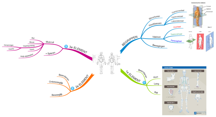 Anatomie Begrippen: iMindMap mind map template | Biggerplate