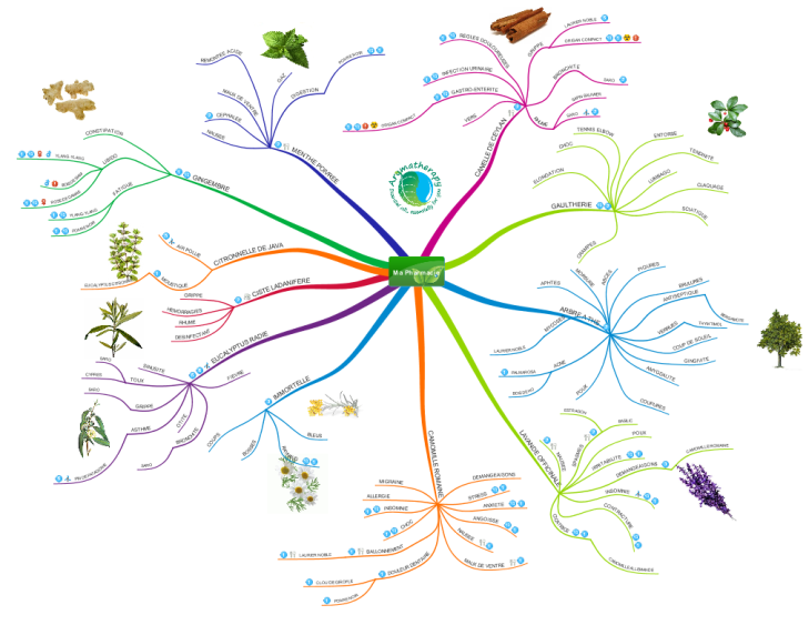 Ментальная карта растения. Ментальные карты в IMINDMAP. Интеллект карта растительной клетки. Интеллектуальная карта растения.